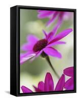 Purple Gerberas-Jean Cazals-Framed Stretched Canvas