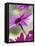 Purple Gerberas-Jean Cazals-Framed Stretched Canvas