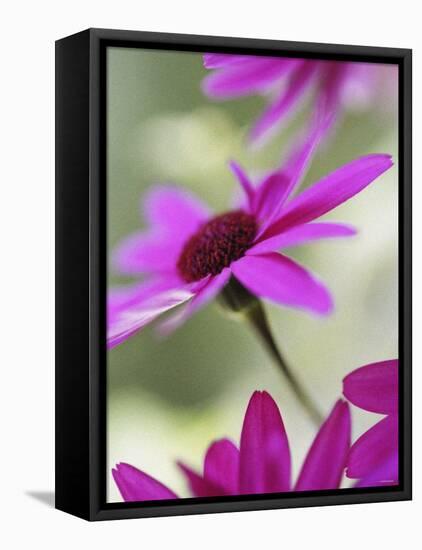 Purple Gerberas-Jean Cazals-Framed Stretched Canvas