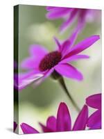 Purple Gerberas-Jean Cazals-Stretched Canvas