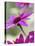 Purple Gerberas-Jean Cazals-Stretched Canvas