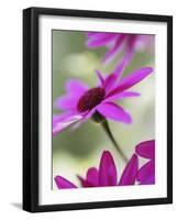 Purple Gerberas-Jean Cazals-Framed Premium Photographic Print