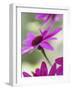 Purple Gerberas-Jean Cazals-Framed Premium Photographic Print