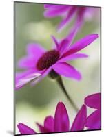 Purple Gerberas-Jean Cazals-Mounted Photographic Print