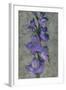 Purple Gladiola-John Seba-Framed Art Print