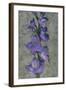 Purple Gladiola-John Seba-Framed Art Print