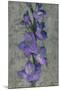 Purple Gladiola-John Seba-Mounted Art Print