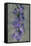 Purple Gladiola-John Seba-Framed Stretched Canvas