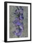 Purple Gladiola-John Seba-Framed Art Print