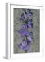 Purple Gladiola-John Seba-Framed Art Print