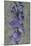 Purple Gladiola-John Seba-Mounted Art Print