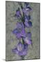 Purple Gladiola-John Seba-Mounted Art Print