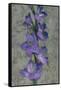 Purple Gladiola-John Seba-Framed Stretched Canvas