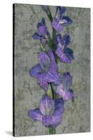 Purple Gladiola-John Seba-Stretched Canvas