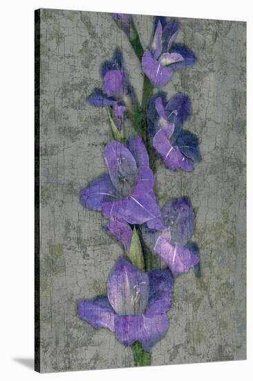 Purple Gladiola-John Seba-Stretched Canvas