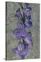 Purple Gladiola-John Seba-Stretched Canvas