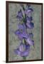 Purple Gladiola-John Seba-Framed Art Print