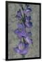 Purple Gladiola-John Seba-Framed Art Print