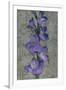 Purple Gladiola-John Seba-Framed Art Print