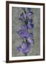 Purple Gladiola-John Seba-Framed Art Print