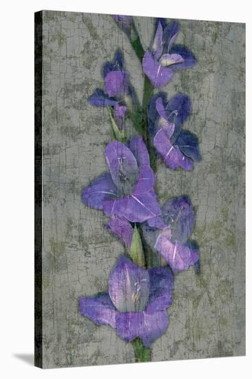 Purple Gladiola-John Seba-Stretched Canvas