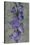 Purple Gladiola-John Seba-Stretched Canvas