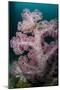 Purple Glomerate Tree Coral (Dendronephthya sp.) and crinoids in reef, Horseshoe Bay, Rinca Island-Colin Marshall-Mounted Photographic Print