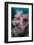 Purple Glomerate Tree Coral (Dendronephthya sp.) and crinoids in reef, Horseshoe Bay, Rinca Island-Colin Marshall-Framed Photographic Print