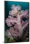 Purple Glomerate Tree Coral (Dendronephthya sp.) and crinoids in reef, Horseshoe Bay, Rinca Island-Colin Marshall-Mounted Photographic Print