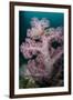 Purple Glomerate Tree Coral (Dendronephthya sp.) and crinoids in reef, Horseshoe Bay, Rinca Island-Colin Marshall-Framed Photographic Print