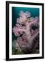 Purple Glomerate Tree Coral (Dendronephthya sp.) and crinoids in reef, Horseshoe Bay, Rinca Island-Colin Marshall-Framed Photographic Print