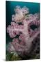 Purple Glomerate Tree Coral (Dendronephthya sp.) and crinoids in reef, Horseshoe Bay, Rinca Island-Colin Marshall-Mounted Photographic Print