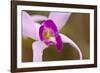 Purple Glory-Dana Styber-Framed Photographic Print