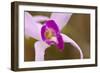 Purple Glory-Dana Styber-Framed Photographic Print