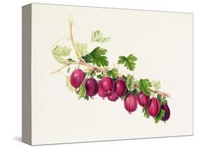 Purple Gooseberry-William Hooker-Stretched Canvas