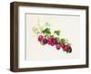 Purple Gooseberry-William Hooker-Framed Giclee Print