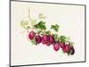 Purple Gooseberry-William Hooker-Mounted Giclee Print