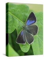 Purple hairstreak butterfly female with wings open, Hertfordshire, England, UK-Andy Sands-Stretched Canvas