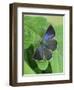 Purple hairstreak butterfly female with wings open, Hertfordshire, England, UK-Andy Sands-Framed Photographic Print