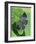 Purple hairstreak butterfly female with wings open, Hertfordshire, England, UK-Andy Sands-Framed Photographic Print