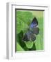 Purple hairstreak butterfly female with wings open, Hertfordshire, England, UK-Andy Sands-Framed Photographic Print