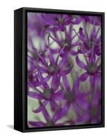 Purple Haze 1-Doug Chinnery-Framed Stretched Canvas