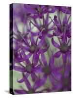 Purple Haze 1-Doug Chinnery-Stretched Canvas