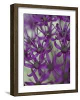 Purple Haze 1-Doug Chinnery-Framed Photographic Print