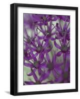 Purple Haze 1-Doug Chinnery-Framed Photographic Print