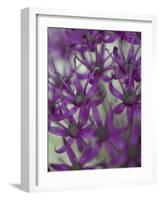 Purple Haze 1-Doug Chinnery-Framed Photographic Print