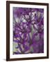 Purple Haze 1-Doug Chinnery-Framed Photographic Print