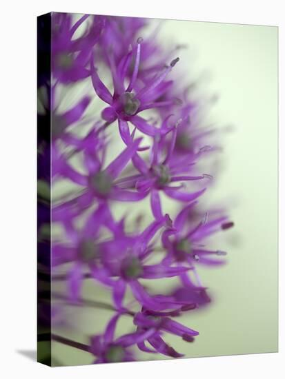Purple Haze 2-Doug Chinnery-Stretched Canvas