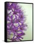 Purple Haze 2-Doug Chinnery-Framed Stretched Canvas