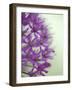 Purple Haze 2-Doug Chinnery-Framed Photographic Print